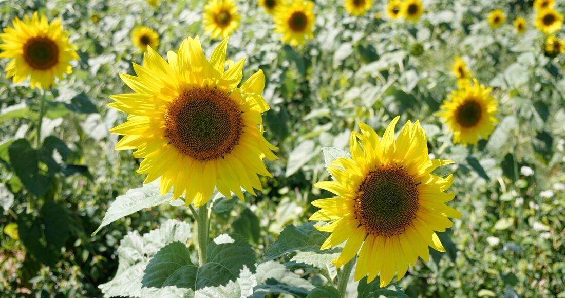 Sunflower Field Photo Dagley Media
